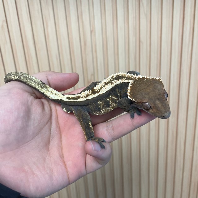 세이블