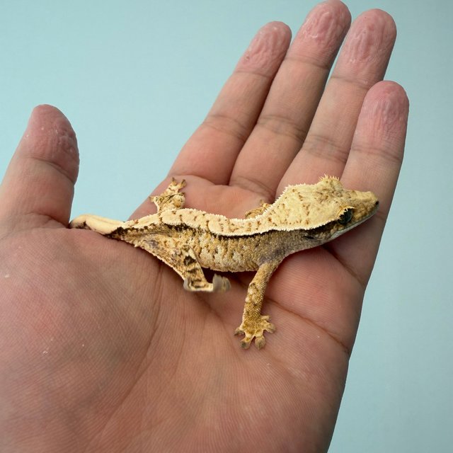 트라이 텐저린 화이트스팟 드리피