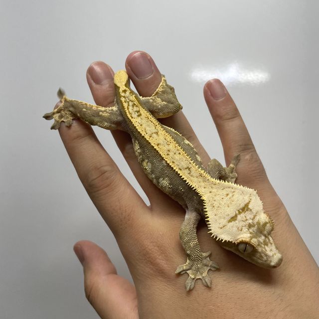 100%헷아잔틱 풀핀