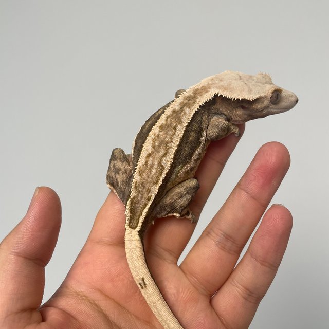 엠티백 쿼드 풀핀