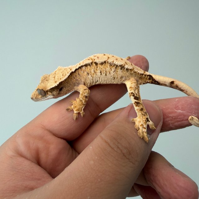 트라이 텐저린 화이트스팟 드리피