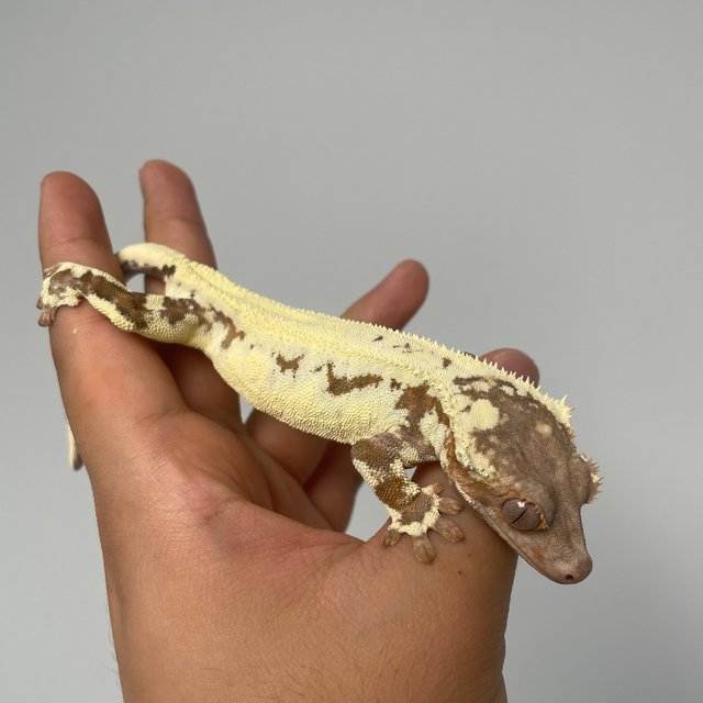 레드 프라푸치노