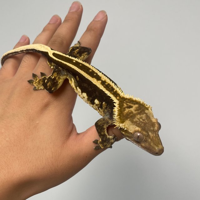 풀핀 엠티백 슈퍼스트라이프 쿼드 오닉스