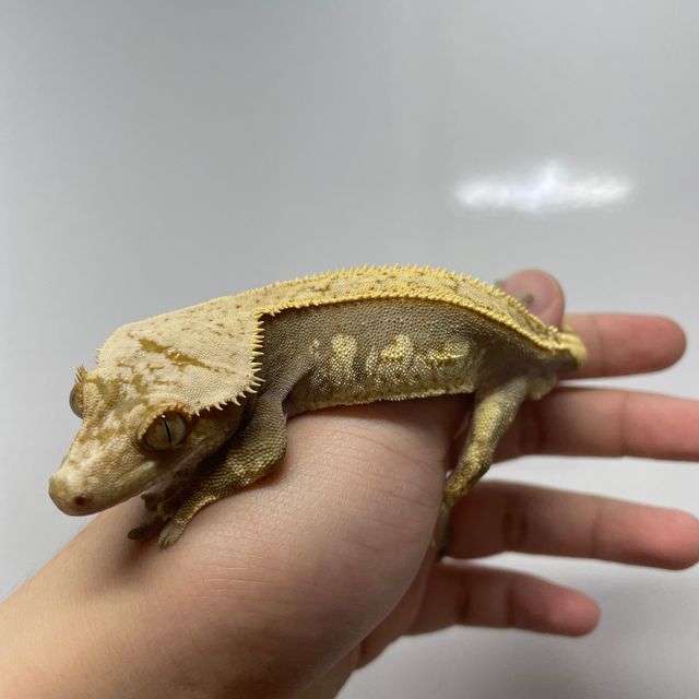 100%헷아잔틱 풀핀