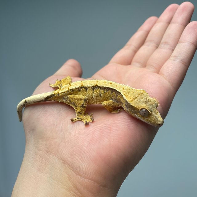 드리피 화이트스팟 솔리드백