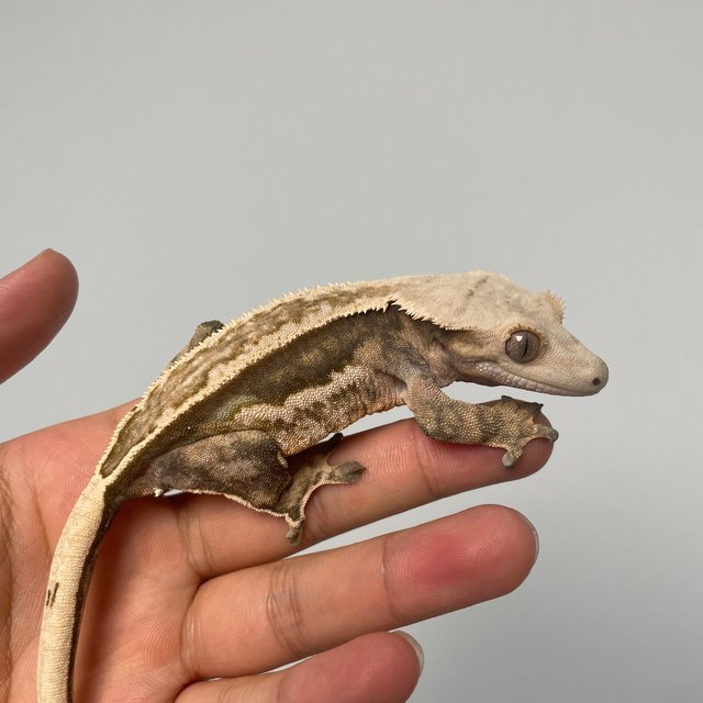 엠티백 쿼드 풀핀