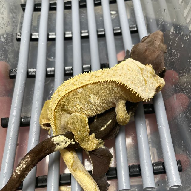 100%헷아잔틱 풀핀