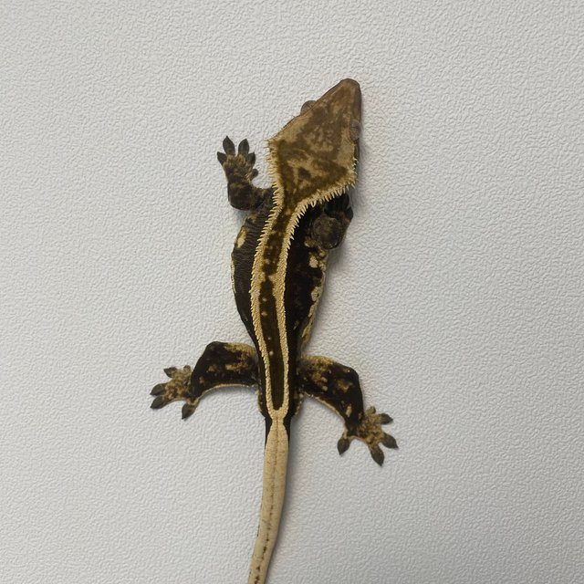 풀핀 엠티백 슈퍼스트라이프 쿼드 오닉스