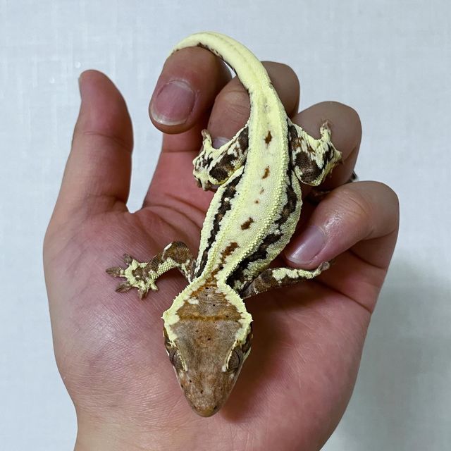 프라푸치노