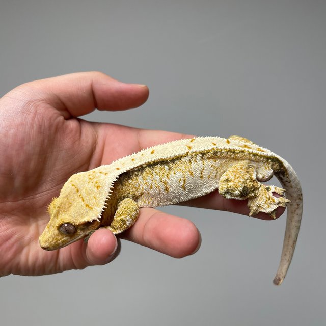 노멀 화이트 풀핀