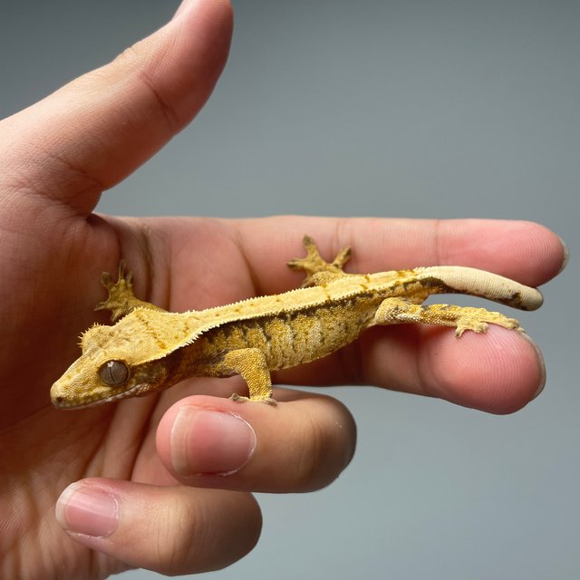 드리피 화이트스팟 솔리드백