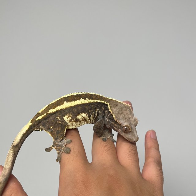 에밀리 카푸치노 트라이