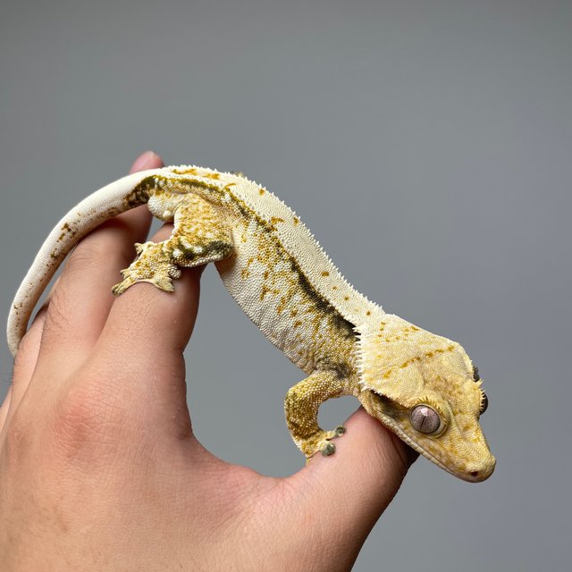 노멀 화이트 풀핀