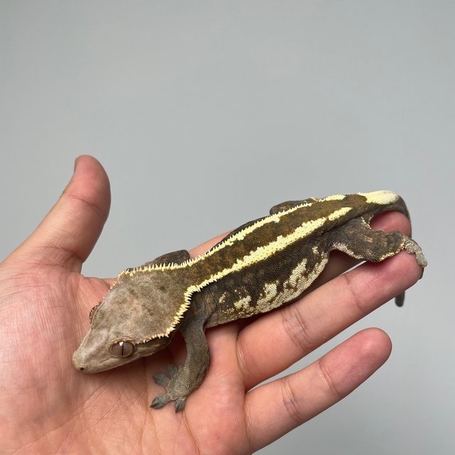 에밀리 카푸치노 트라이