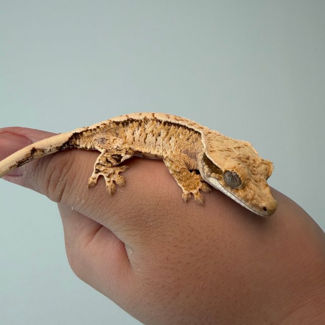 트라이 텐저린 화이트스팟 드리피