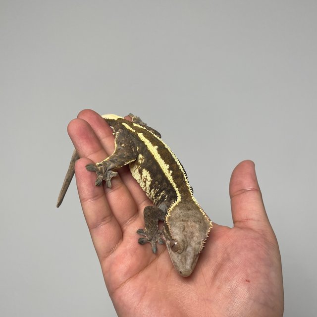 에밀리 카푸치노 트라이