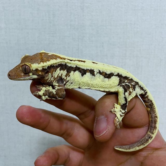 프라푸치노