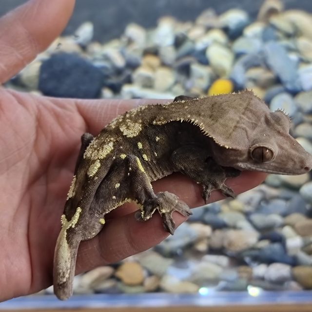 세이블