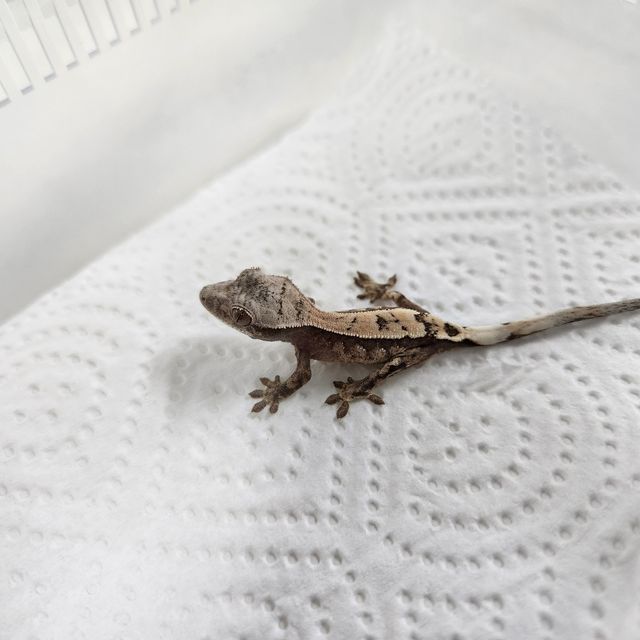 세이블