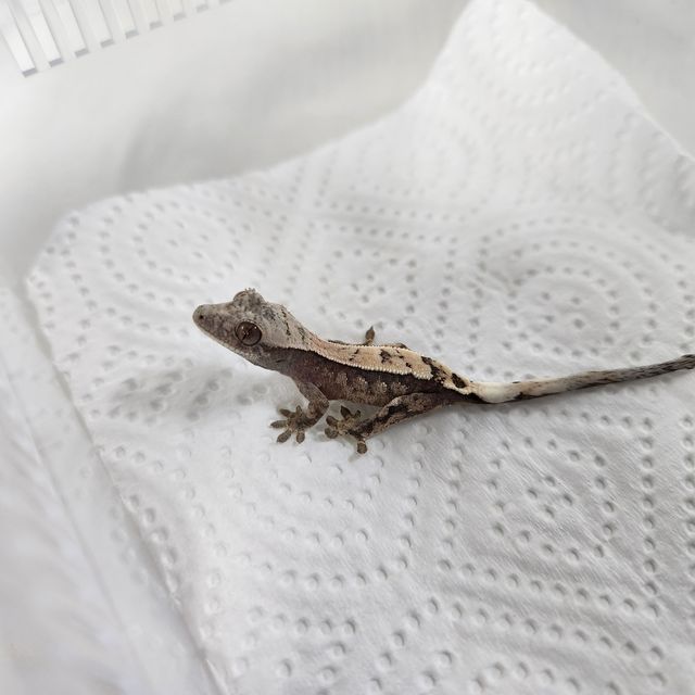 세이블