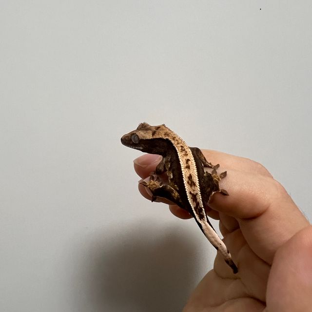 100%헷아잔틱