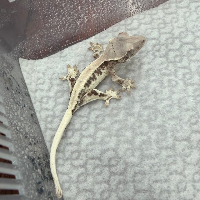 100%헷아잔틱 릴리 세이블