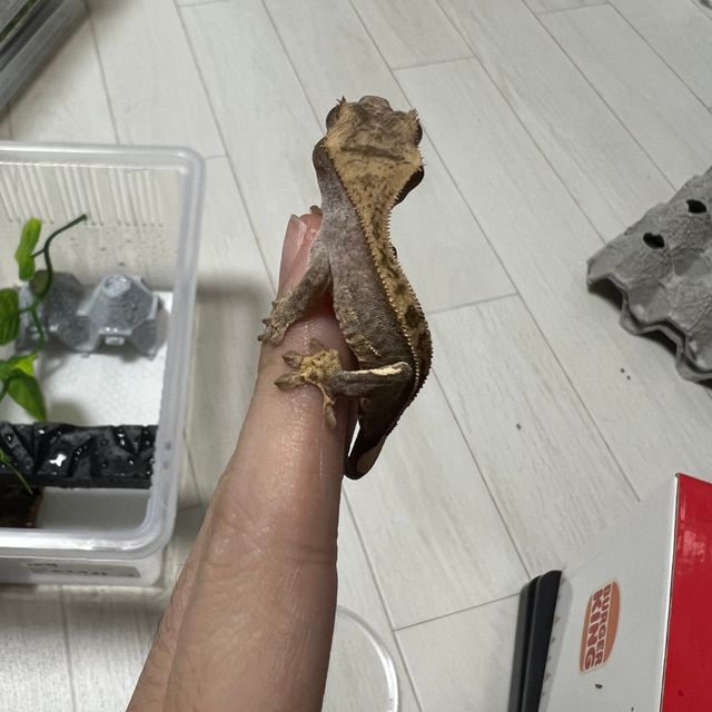 100%헷아잔틱