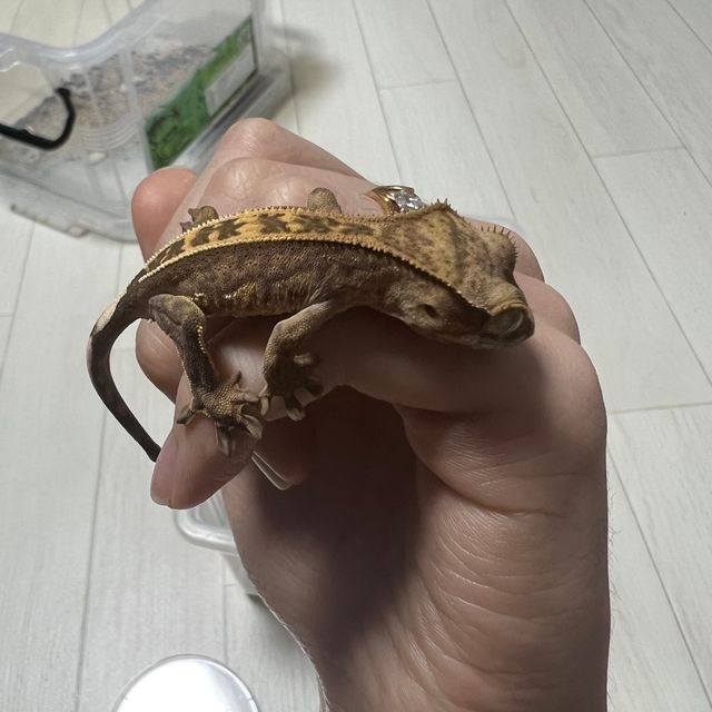 100%헷아잔틱
