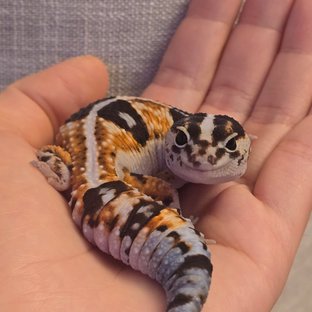 화이트아웃 헷 아멜라니스틱