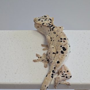 슈퍼달마시안