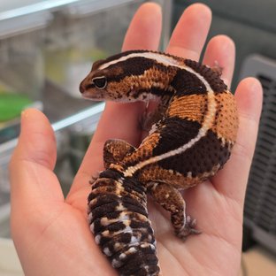 노멀 헷 오레오 헷 줄루 헷 카라멜