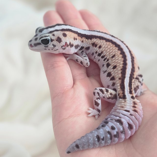 화이트아웃 패턴리스 헷 오레오