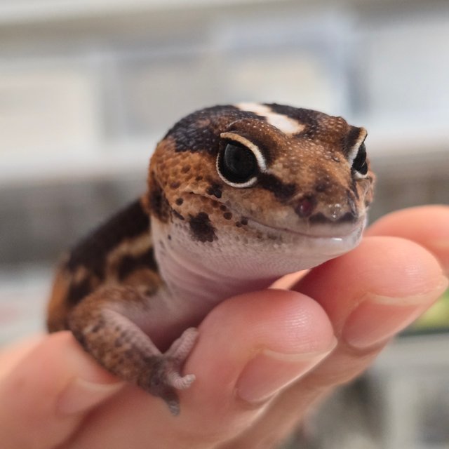 노멀 헷 오레오 헷 줄루 헷 카라멜