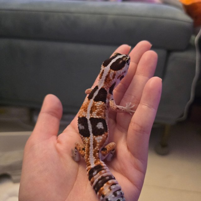 화이트아웃 헷 아멜라니스틱