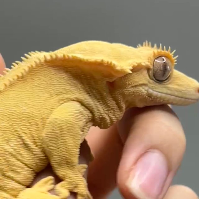 팬텀 패턴리스 벅스킨 브린들 옐로우