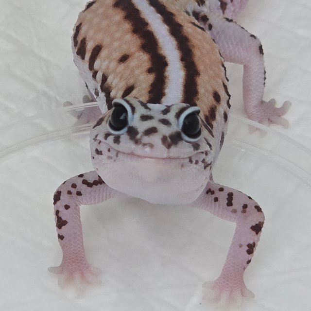 화이트아웃 패턴리스 헷 오레오