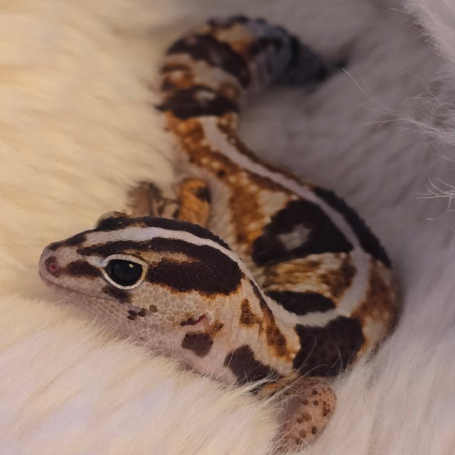 화이트아웃 헷 아멜라니스틱