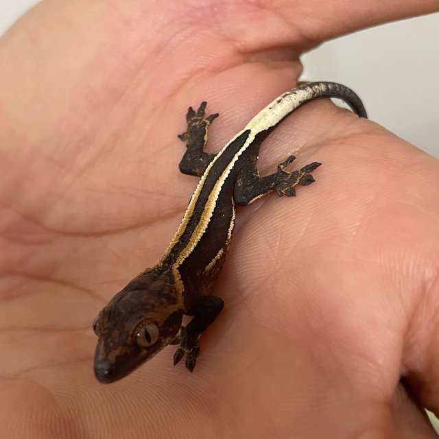 슈퍼스트라이프 엠티백