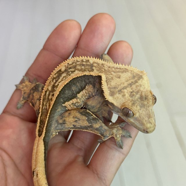 슈퍼스트라이프 엠티백