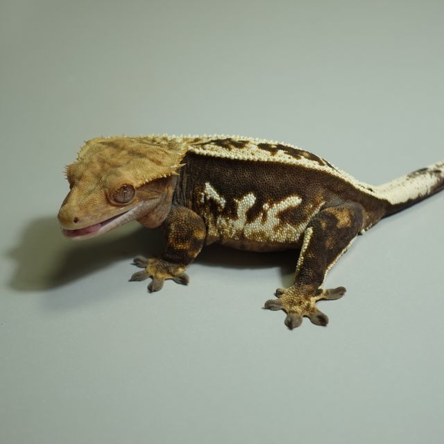 엠티백 풀핀 쿼드 슈퍼스트라이프