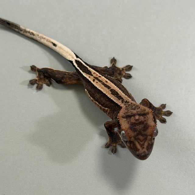 엠티백 슈퍼스트라이프 풀핀