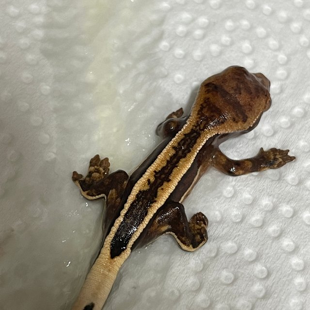 엠티백 슈퍼스트라이프 풀핀