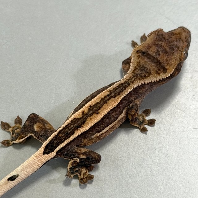 엠티백 슈퍼스트라이프 풀핀