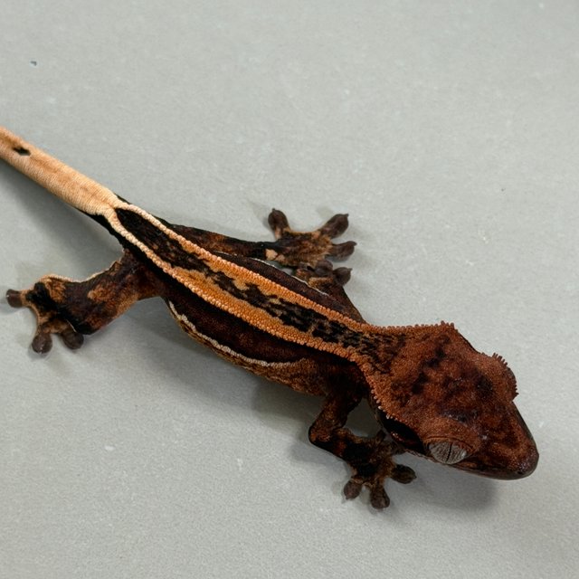 풀핀 엠티백 슈퍼스트라이프