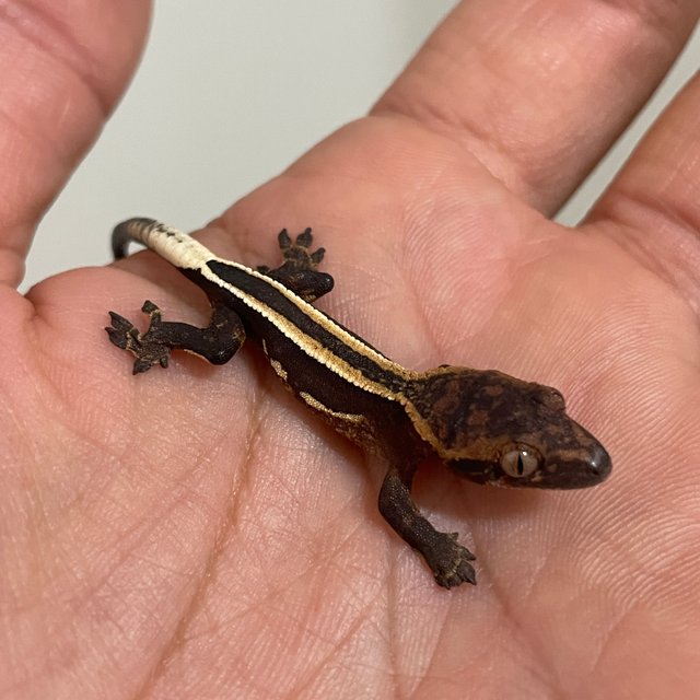 슈퍼스트라이프 엠티백