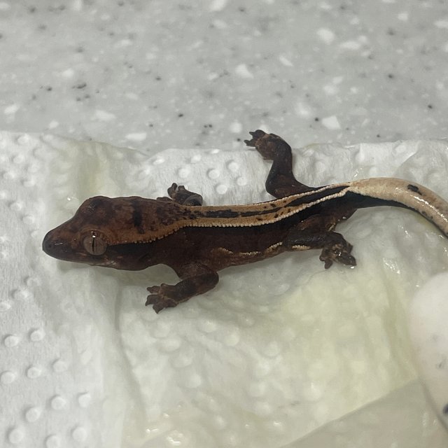 엠티백 슈퍼스트라이프 풀핀