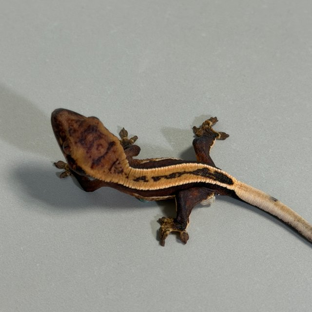 슈퍼스트라이프 엠티백 풀핀