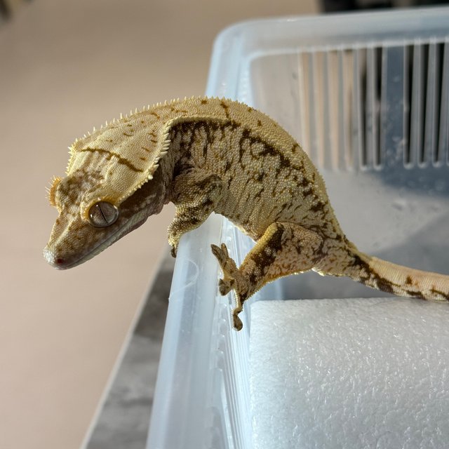 노멀 화이트스팟