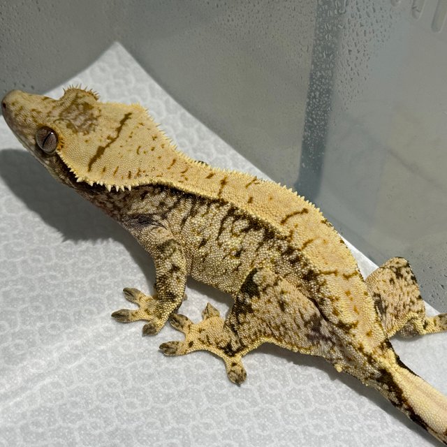 노멀 화이트스팟