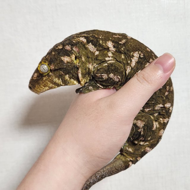 누아나 트루 컬러